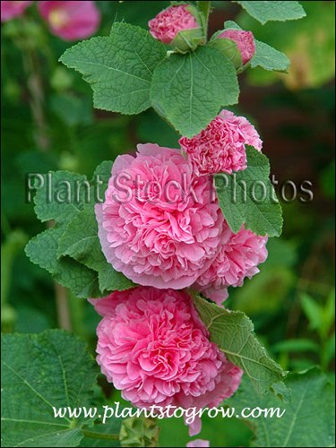 Large soft double pink flower.
